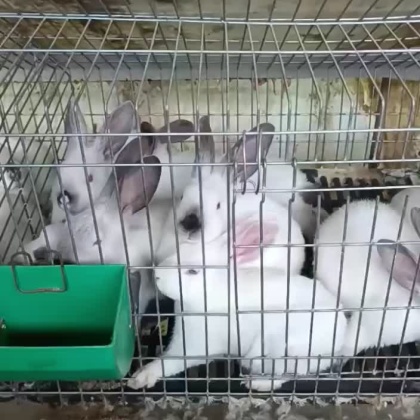 今日兔价更新，探寻小巷独特兔香小店，最新兔子价格揭秘