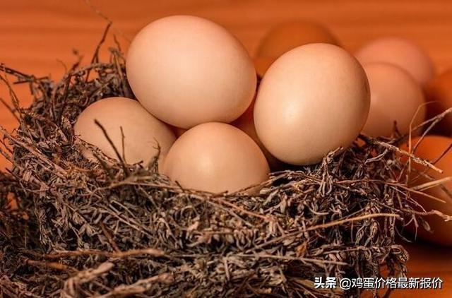 今日全国最新蛋价，科技重塑市场，开启智能生活新篇章
