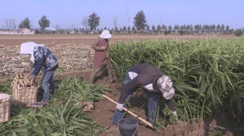 山东大姜最新行情揭秘，小巷深处的宝藏与价格动向