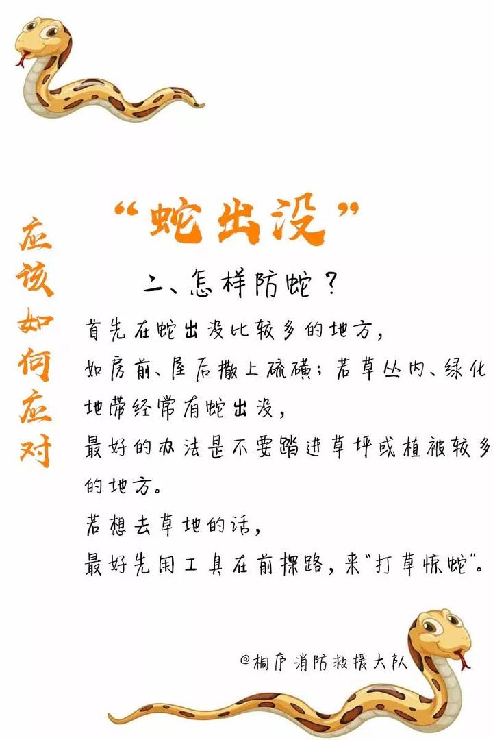 最新蛇点揭秘，一探神秘蛇界！