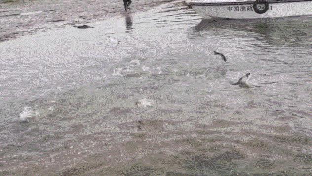 武汉江滩最新水位查询指南，步骤详解