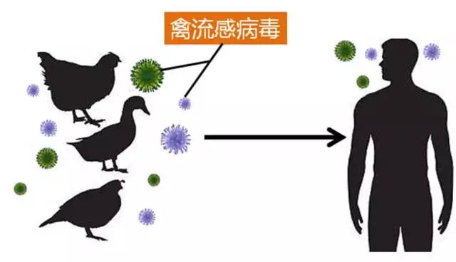 全面审视与观点阐述，最新家禽流感疫情发展及影响