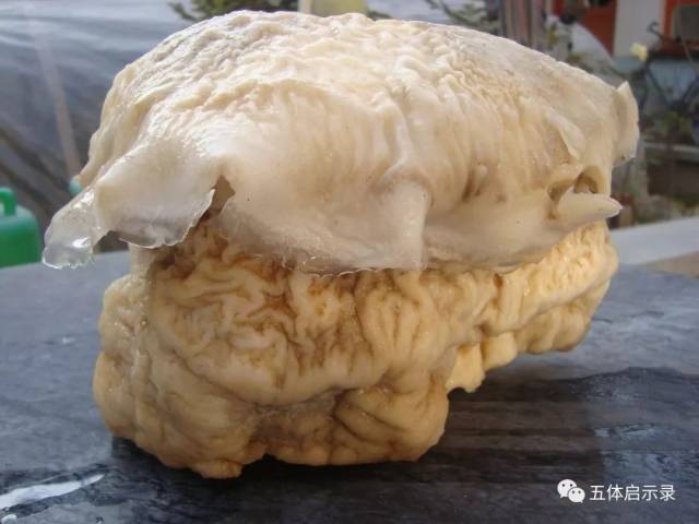 最新养太岁技巧，自信之路，迈向成功的秘诀