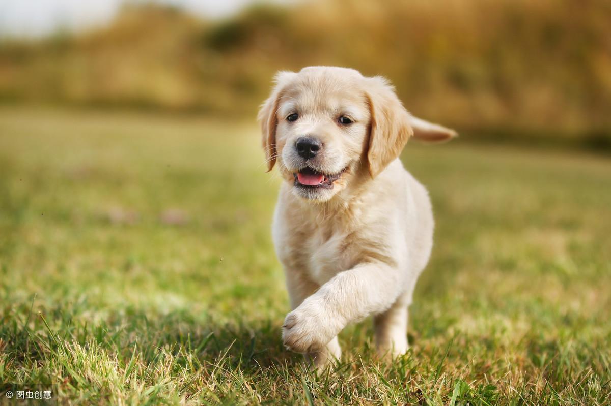 白色金毛犬价格，友情与陪伴的温馨之旅