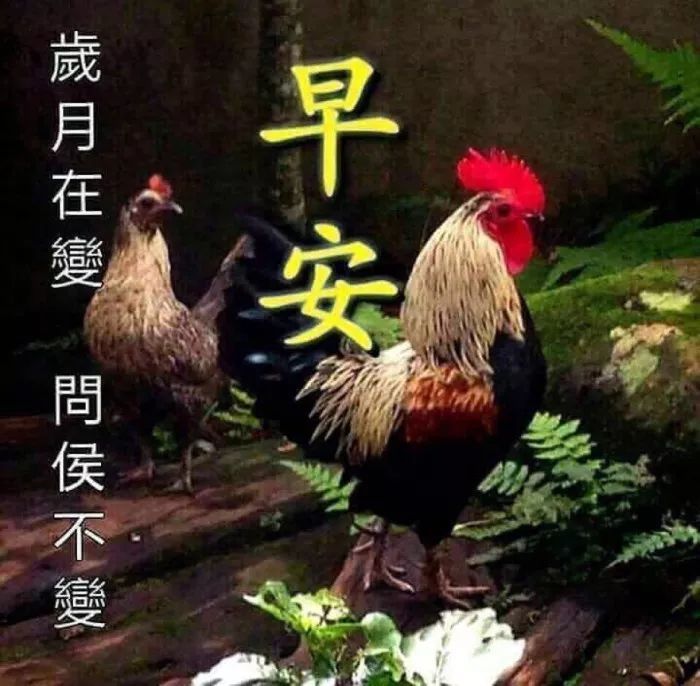 最新早安问候，小巷深处的独特饕餮之旅启幕